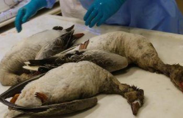 وزارة البيئة الموريتانية: انفلونزا الطيور تفتك بأكثر من 250 بجعة