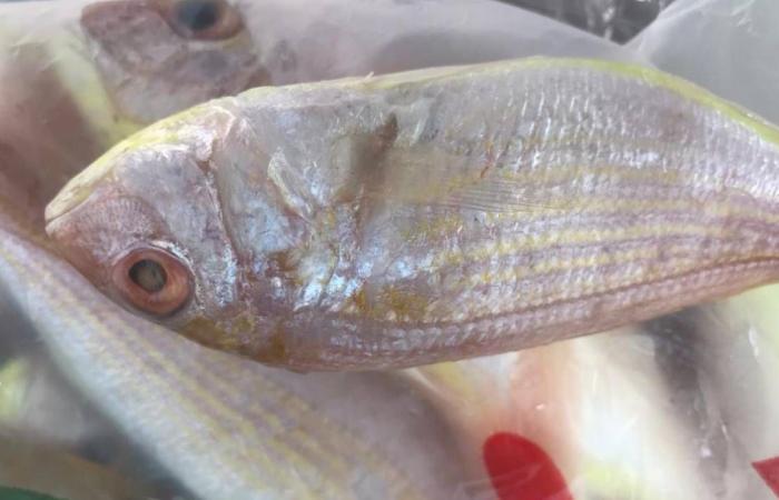 بلدية الخرج تصادر 157 كيلو جرامًا من الأسماك الفاسدة