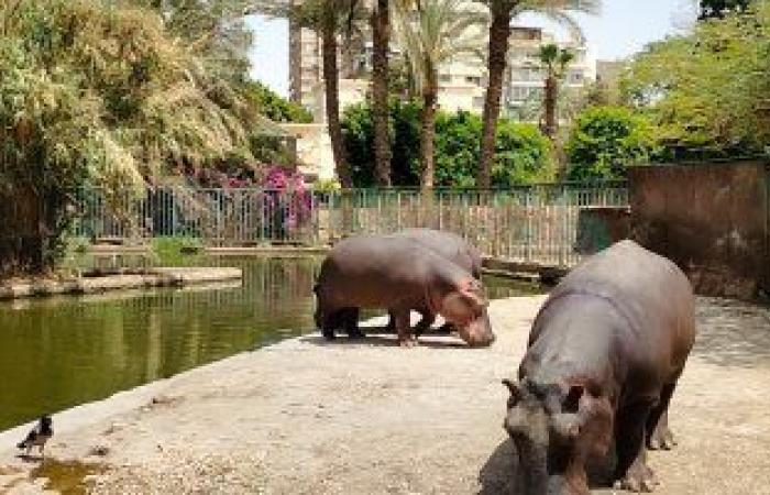 حديقة الحيوان بالجيزة تغلق أبوابها أمام الزوار لمدة أسبوعين بسبب كورونا