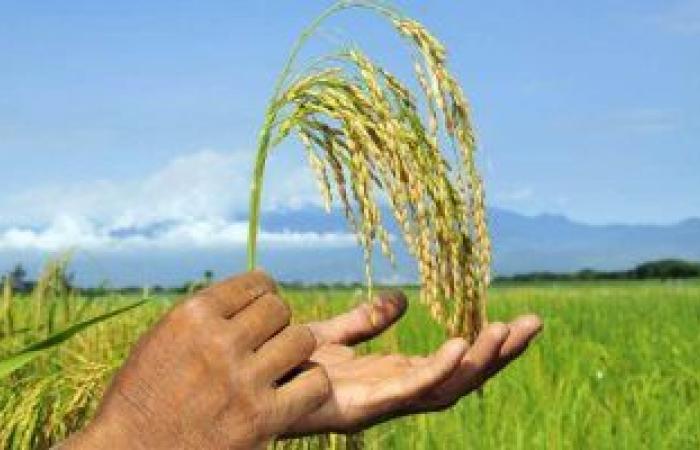 تحذير من زراعة الأرز فى المناطق غير المسموح بها.. اعرف التفاصيل