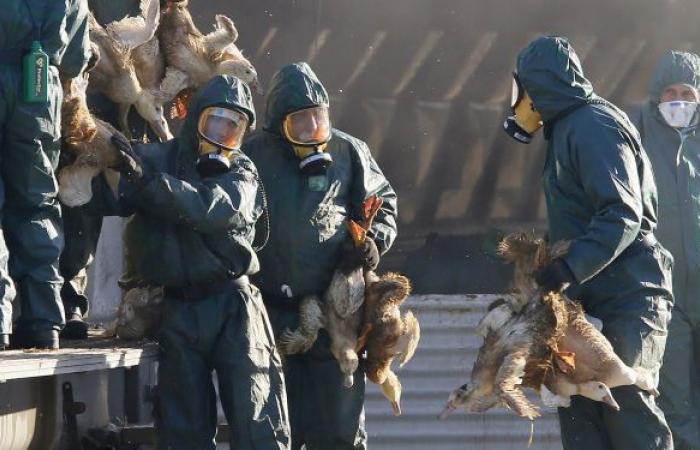 الصين تسجل أول إصابة بشرية بسلالة "إتش 10إن3" من إنفلونزا الطيور