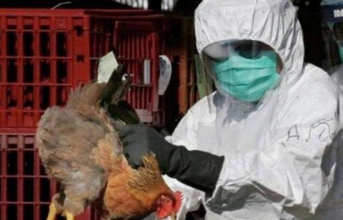 سلالة جديدة من إنفلونزا الطيور تضرب الصين