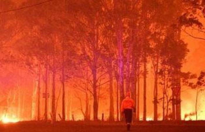 الحكومة الجزائرية تقرر تعويض جميع الفلاحين المتضررين من حرائق الغابات