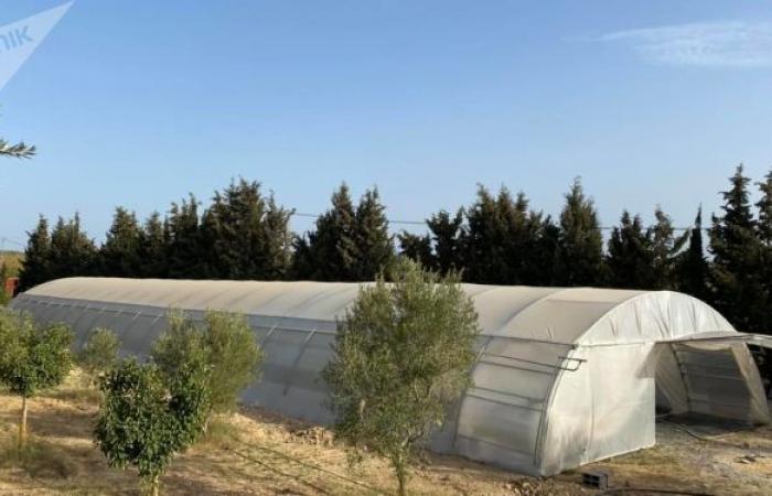 الزراعات المائية في تونس... تقنية جديدة لمقاومة شح المياه