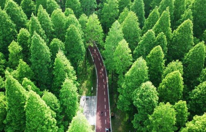 السعودية تسعى لزراعة 50 مليار شجرة باستضافة مبادرتين لمواجهة التغير المناخي