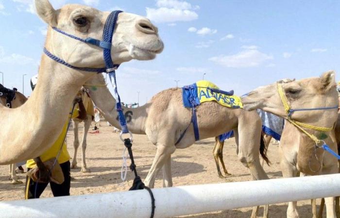 شعار «النصر» الأكثر مشاركة في سباقات الهجن