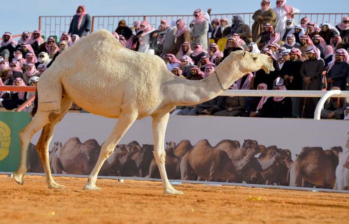 «مهرجان الملك عبدالعزيز للإبل» يمنح فرصة للمستبعدين من التحكيم المبدئي