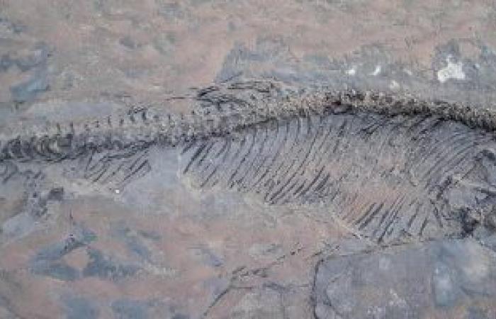 اكتشاف أكبر هيكل عظمى تام في بريطانيا لـ"تنين البحر" عمره نحو 180 مليون سنة