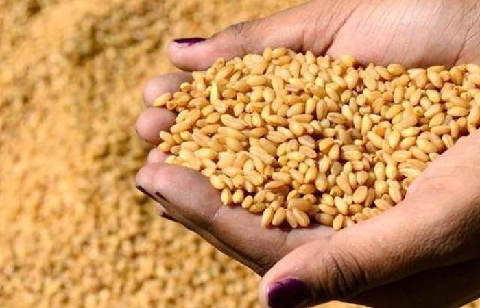 الحبوب توافق على مراجعة سعر شراء القمح للموسم الحالي