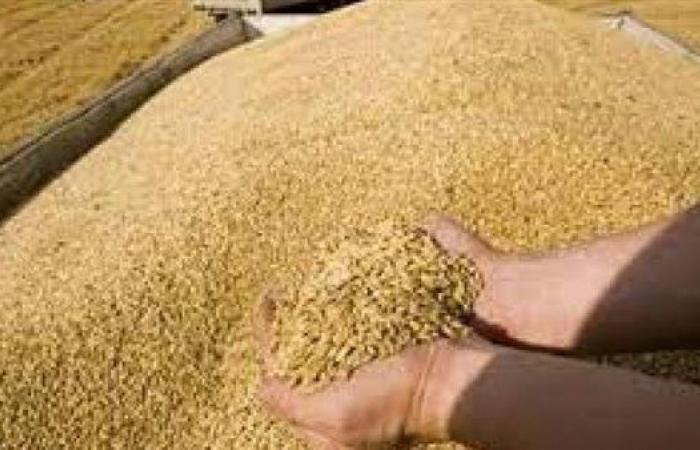 صناعة الحبوب: الحكومة نجحت في تأمين المخزون الاستراتيجي لكافة السلع