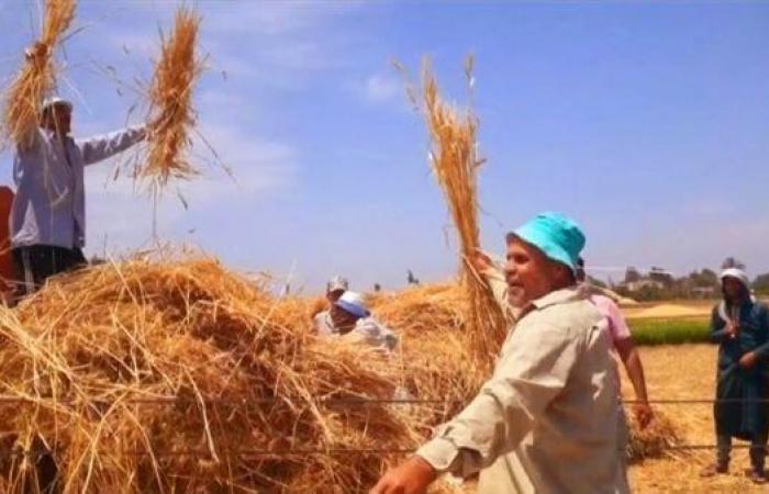 ضجيج بـ طحين وافر، فرحة فلاحي الغربية بموسم الخير لحصاد القمح (صور)الأحد 05/مايو/2024 - 05:21 ص
موسم حصاد سنابل الخير في قرى الغربية والتي يسكنها حوالي ٥.٥ مليون مواطن كادح