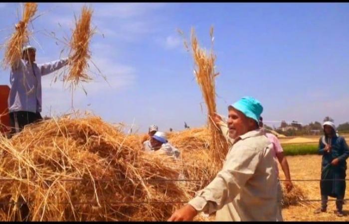 ضجيج بـ طحين وافر، فرحة فلاحي الغربية بموسم الخير لحصاد القمح (صور)الأحد 05/مايو/2024 - 05:21 ص
موسم حصاد سنابل الخير في قرى الغربية والتي يسكنها حوالي ٥.٥ مليون مواطن كادح