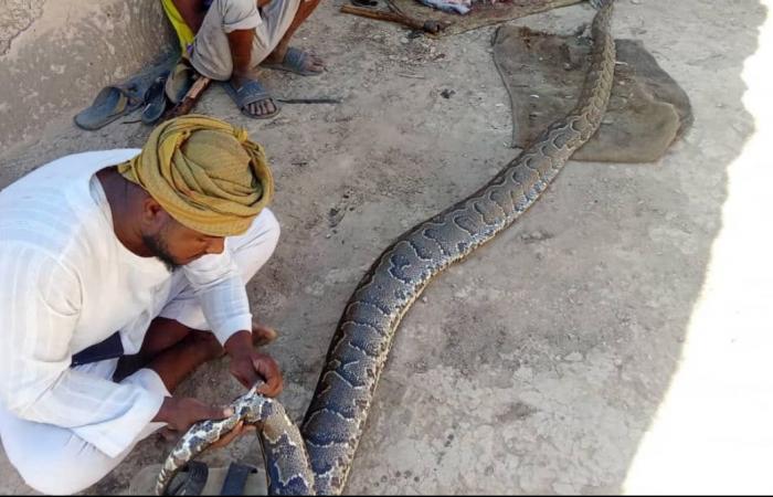 ثعبان الأصلة يثير الرعب في السودان.. يشبه الأناكوندا وطوله 6 أمتار.. يخرج من النيل لابتلاع المواشي.. وتحذير بعدم الاقتراب منهالثلاثاء 05/نوفمبر/2024 - 04:32 م
حالة من الرعب الشديد انتابت عدد من المناطق الشمالية في السودان، بعد ظهور ثعبان الأصلة ، الذي يصل طوله إلى نحو 6 أمتارًا، ويمكنه ابتلاع بقرة كاملة