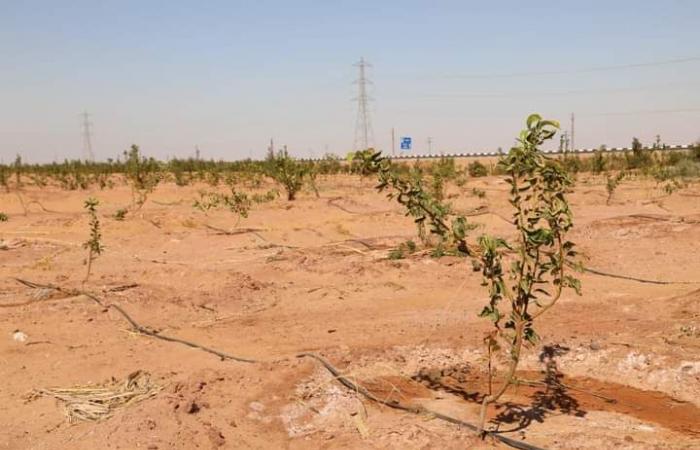 الزملوط يختتم جولته بالداخلة ويتفقّد مشروعات الاستثمار الزراعيالأربعاء 13/نوفمبر/2024 - 11:20 ص
تفقّد اللواء دكتور محمد الزملوط محافظ الوادي الجديد، عددًا من مشروعات الاستثمار الزراعي على طريق موط- العوينات، يرافقه اللواء ياسر كمال الدين رئيس مركز الداخلة،