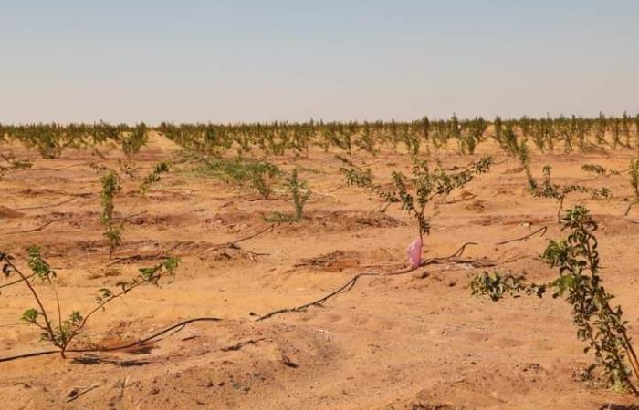 الزملوط يختتم جولته بالداخلة ويتفقّد مشروعات الاستثمار الزراعيالأربعاء 13/نوفمبر/2024 - 11:20 ص
تفقّد اللواء دكتور محمد الزملوط محافظ الوادي الجديد، عددًا من مشروعات الاستثمار الزراعي على طريق موط- العوينات، يرافقه اللواء ياسر كمال الدين رئيس مركز الداخلة،