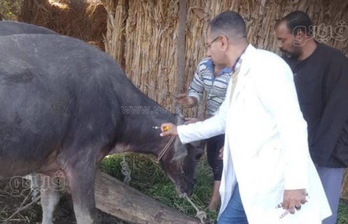 ذروته في الشتاء، الطب البيطري يكشف خطته لمواجهة مرض الحمى القلاعيةالخميس 28/نوفمبر/2024 - 04:41 ص
قالت الدكتورة نجلاء رضوان، رئيس الطب البيطري الوقائي، إن مرض الحمى القلاعية مرض بسيط يشبه الإنفلونزا وتشهد ذروته في فصل الشتاء، وهناك 3 حملات طوال العام للتحصين الحيوانات من هذا المرض.