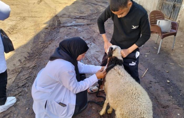 بيطري الأقصر تدشن قافلة مجانية بالطود (صور)الجمعة 29/نوفمبر/2024 - 01:13 م
انطلقت أعمال القافلة البيطرية المجانية بالعديسات القبلي بمركز الطود جنوب محافظة الأقصر، وأوضح دكتور طارق لطفي مدير مديرية الطب البيطري بالأقصر أن القافلة قدمت خدمات طبية وصرف أدوية مجانية.