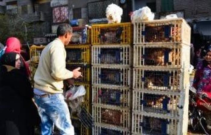 بورصة الدواجن فى مصر اليوم.. سعر الدواجن تسجل 85 جنيها للكيلو