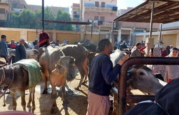 قوافل بيطرية مجانية لمعهد بحوث الصحة الحيوانية بمحافظتي سوهاج والمنوفيةالإثنين 16/ديسمبر/2024 - 07:06 م
قوافل بيطرية مجانية لمعهد بحوث الصحة الحيوانية بمحافظتي سوهاج والمنوفية