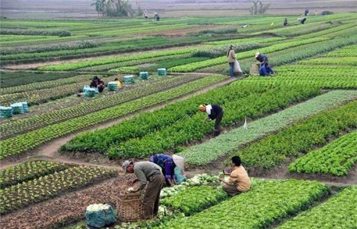 يصل لـ 2070 جنيهًا، انخفاض أسعار الأسمدة في الأسواقالأربعاء 18/ديسمبر/2024 - 09:41 م
أسعار الأسمدة في الأسواق وتستعرض «فيتو» أسعار الأسمدة في الأسواق، وأبرز التحركات في سعر الأسمدة، وتشمل سعر نترات النشادر العادي والمخصوص، إضافة إلى سلفات النشادر، إلى جانب سعر اليوريا