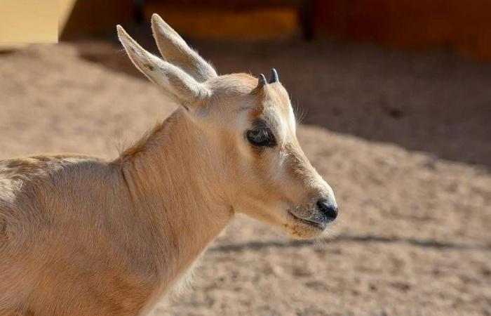 ولادة المها العربي الـ15 في محمية الأمير محمد بن سلمان الملكية