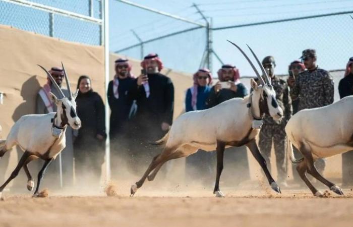 «الحياة الفطرية» تطلق 66 كائناً فطرياً مهدداً بالانقراض في محمية الملك خالد الملكية