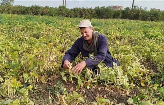 اللؤلؤ الأخضر، بشاير حصاد محصول الفاصوليا في حقول الغربية (فيديو)الثلاثاء 24/ديسمبر/2024 - 02:49 م
بشاير حصاد محصول الفاصوليا في حقول الغربية