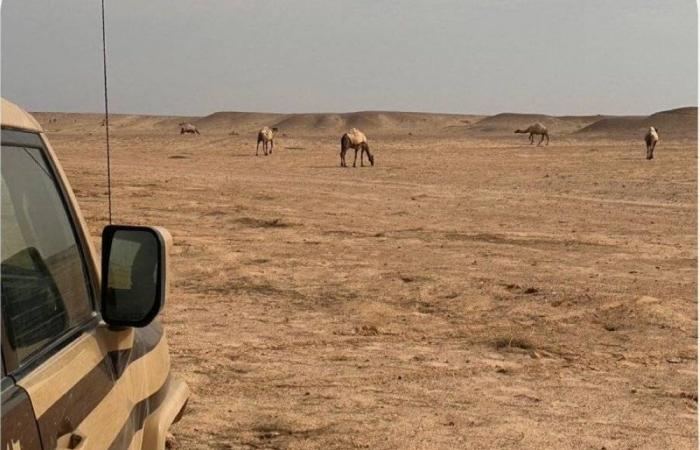 ضبط خليجي مخالف في مواقع محظورة بمحمية الملك عبدالعزيز