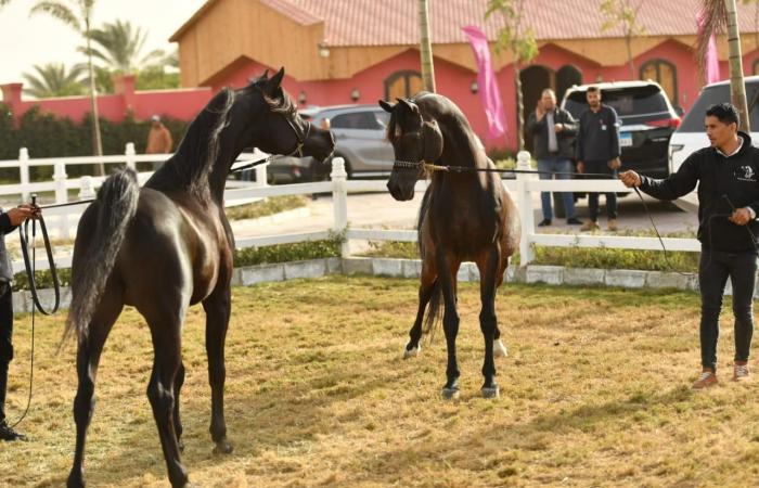 ‫ وزير الزراعة الأردنى يتفقد مزرعة للخيول العربية الأصيلة بالشرقية.. صور