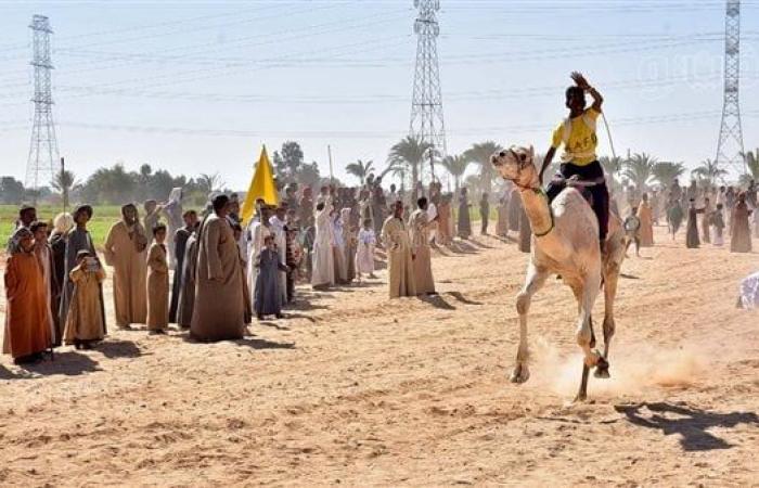 محافظ الأقصر يشهد انطلاق بطولة سباق الهجن بإسنا (صور)السبت 04/يناير/2025 - 06:58 م
شهد المهندس عبدالمطلب عماره، محافظ الأقصر، اليوم السبت، انطلاق بطولة سباق الهجن بمضمار حاجر المساوية بمركز إسنا، والذي ينظمه الاتحاد المصرى لرياضة سباق الهجن بالتعاون مع مديرية الشباب والرياضة بالأقصر