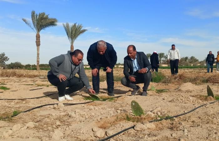 نقيب الزراعيين: إجراء تجارب لزراعة «التين الأملس» فى سيناء لخدمة السياحة البيئية