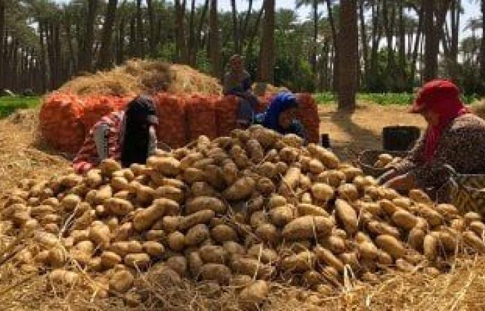 لجنة مبيدات الآفات الزراعية تقدم روشتة لمزارعى البطاطس لمكافحة "الحفار"