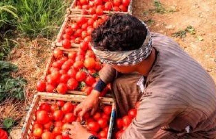 تعرف على كيفية مكافحة الحفار على محصول الطماطم