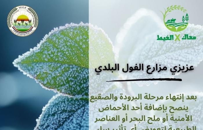 الزراعة تطلق حملة "معاك فى الغيط" لتوعية الفلاحينالإثنين 03/فبراير/2025 - 06:52 م
اطلقت وزارة الزراعة حملة بعنوان معاك فى الغيط للتوعية بطرق تجنب الآثار السلبية لموجات البرودة والصقيع على محاصيل الخضر، وذلك للعمل على زيادة انتاجية الخضر