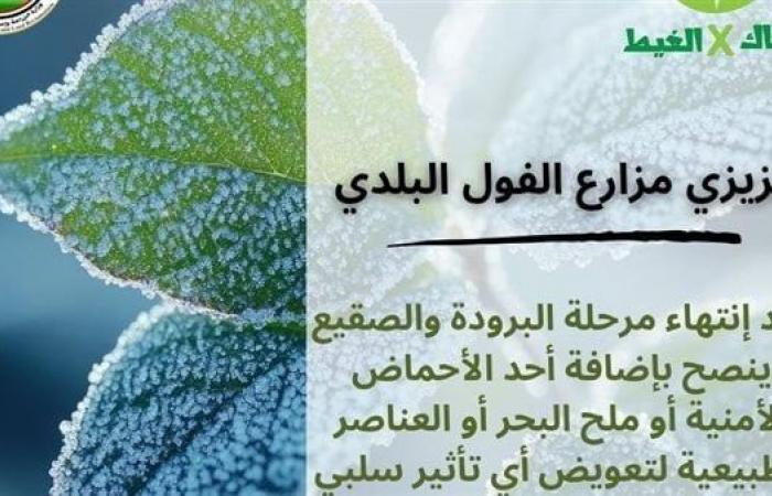 الزراعة تطلق حملة "معاك فى الغيط" لتوعية الفلاحينالإثنين 03/فبراير/2025 - 06:52 م
اطلقت وزارة الزراعة حملة بعنوان معاك فى الغيط للتوعية بطرق تجنب الآثار السلبية لموجات البرودة والصقيع على محاصيل الخضر، وذلك للعمل على زيادة انتاجية الخضر