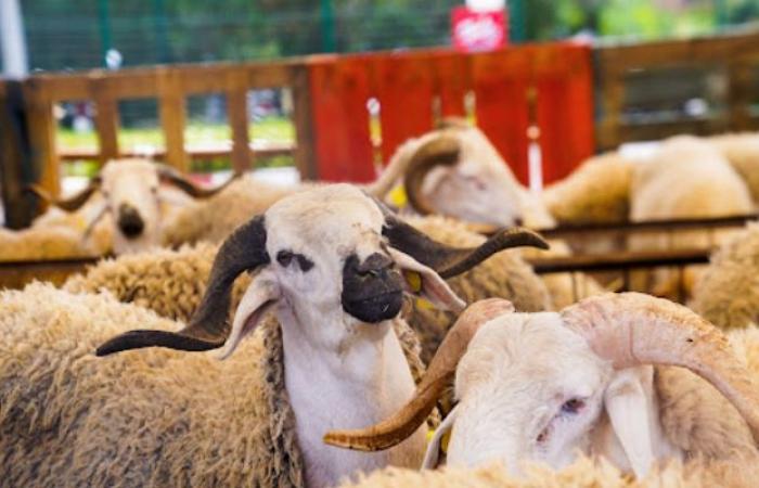 قرار منع ذبح الأضحية في المغرب يثير ضجة، والنشطاء: لا يجوز منع شعيرة دينيةالخميس 27/فبراير/2025 - 12:52 م
قرار ملك المغرب، الملك محمد السادس، بعدم ذبح الأضحية في عيد الأضحى، أثار ضجة وجدلًا واسعًا بين النشطاء، البعض تساءل عن مشروعية تعطيل إحدى شعائر عيد الأضحى