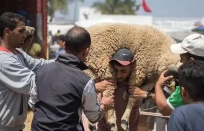 قرار منع ذبح الأضحية في المغرب يثير ضجة، والنشطاء: لا يجوز منع شعيرة دينيةالخميس 27/فبراير/2025 - 12:52 م
قرار ملك المغرب، الملك محمد السادس، بعدم ذبح الأضحية في عيد الأضحى، أثار ضجة وجدلًا واسعًا بين النشطاء، البعض تساءل عن مشروعية تعطيل إحدى شعائر عيد الأضحى