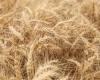 سلطنة عُمان تؤكد توفر المخزون الكافى من القمح لديها