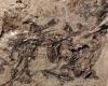 العثور على حفرية غريبة فى ولاية يوتا الأمريكية عمرها أكثر من 150 مليون عام