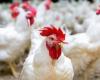 هولندا: إعدام 201 ألف دجاجة لهذا السبب