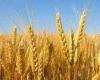 دراسة: زراعة القمح ستصبح أكثر صعوبة.. لهذا السبب