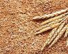 غرفة الحبوب: قرار وزارة التموين بتوفير القمح للمخابز السياحية خطة جيدة لضبط الأسواق