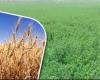 تعرف على توصيات وزارة الزراعة لمحاصيل الأعلاف الخضراء الفترة الحالية