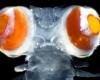 علماء يكتشفون دودة بحرية بقدرات خارقةالثلاثاء 16/أبريل/2024 - 12:00 ص
أشار العلماء ان النوع المكتشف من الدود البحري فاناديس ، يتمتع بقوة البصر. وبحسب الدراسة المنشورة في مجلة Current Biology، فإن هذه الديدان لها عيون ضخمة